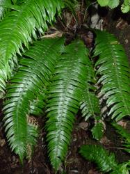 Blechnum norfolkianum. Sterile fronds with long, acuminate pinnae, shiny green on the adaxial surfaces.
 Image: L.R. Perrie © Leon Perrie CC BY-NC 3.0 NZ